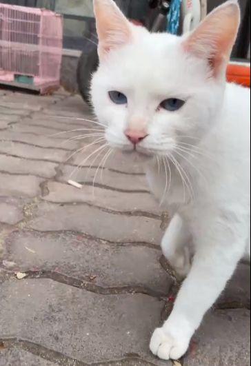 猫咪爆料视频大全集,视频大全集精彩瞬间回顾  第2张